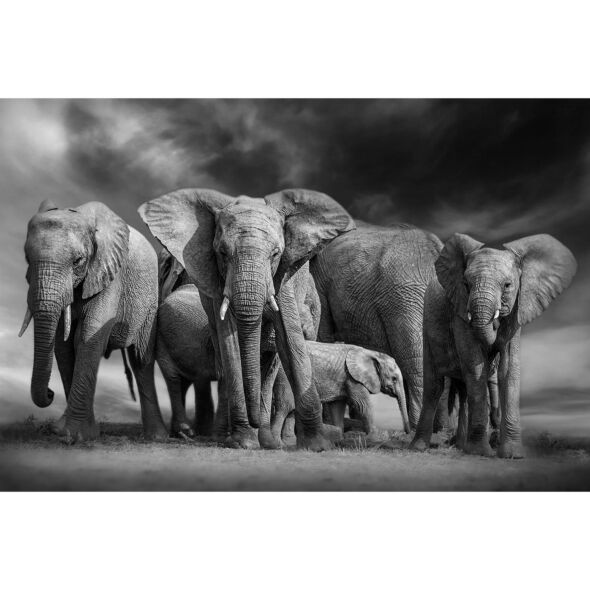  Glasschilderij Elephant Parade 160x110